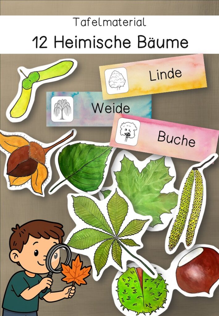 12 Heimische Bäume – Tafelmaterial